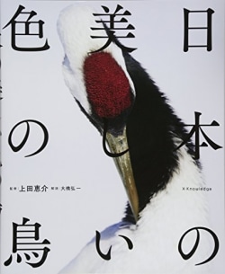 日本の美しい色の鳥