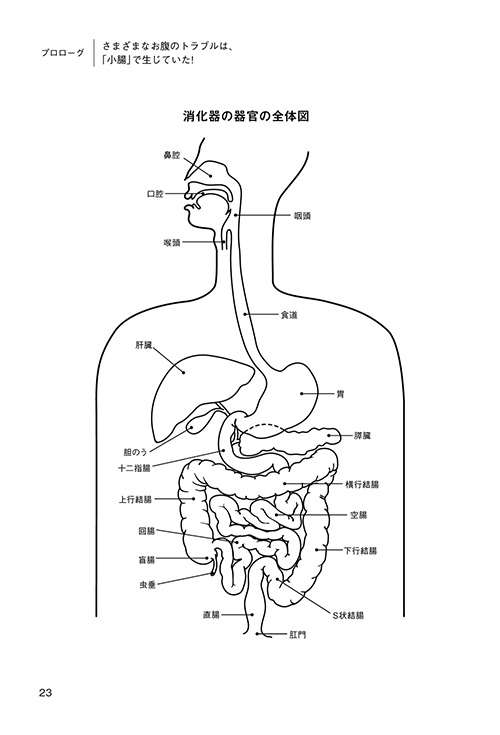 さまざまなお腹のトラブルは、「小腸」で生じていた!　消化器の器官の全体図